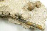 Jurassic Ammonites, Brachiopod, Belemnite & Sea Snail Fossils - France #367912-1